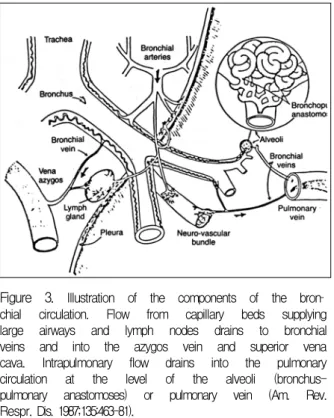 Figure  3.   Illustration  of  the  components  of  the  bron