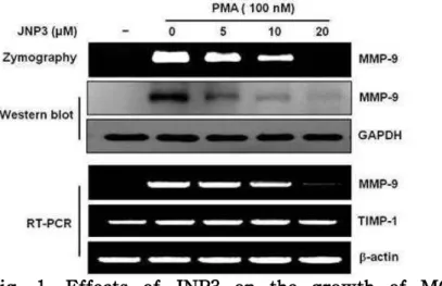 Fig. 1. Effects of JNP3 on the growth of MCF-7 cells and PMA-induced MMP-9 expression