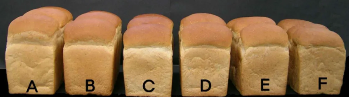 Table 5. Effect of the concentration of  Salicornia herbacea  L. powder on baking properties of white bread
