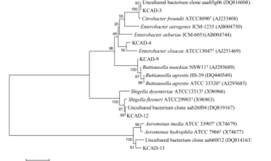 Fig. 2. Evolutionary relationships of 15 taxa which were constructed in MEGA4. 11)  The evolutionary history was inferred using  the Neighbor-Joining method