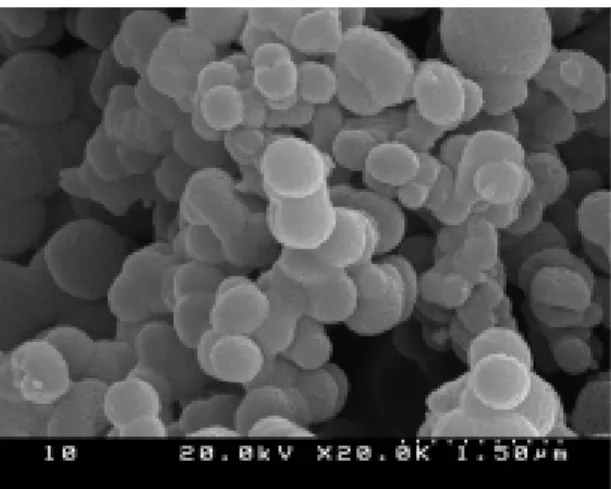 Fig. 4. SEM micrographs of mesoporous silicas.
