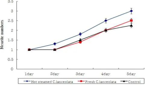 Fig. 2. Effect of C. lanceolata on differentiation of PC12 cells in adding 60 ㎍/mL of C