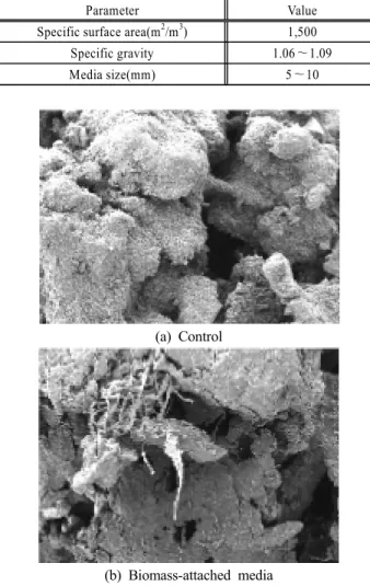 Fig. 2. Scanning electron microscope photograph of (a) con- con-trol and (b) biomass-attached waste tire media.