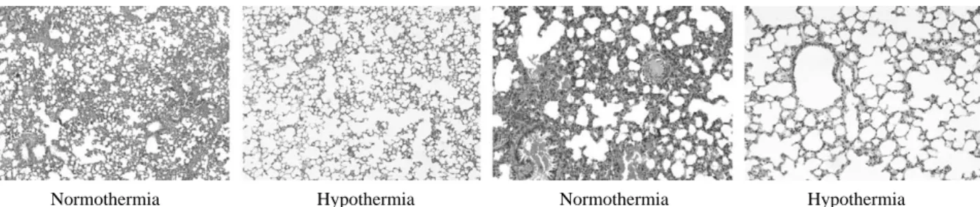 Fig. 2. Acute lung injury (ALI) score in lung tissue.