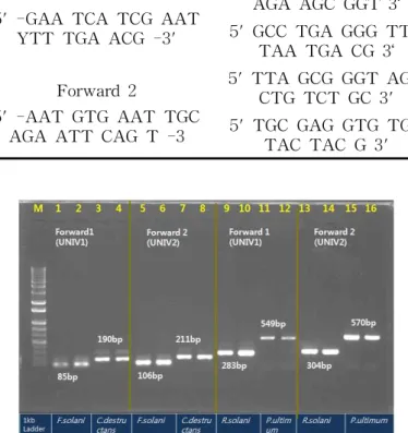 Fig. 3. PCR amplification using mixed DNA. M is 1kb DNA ladder.