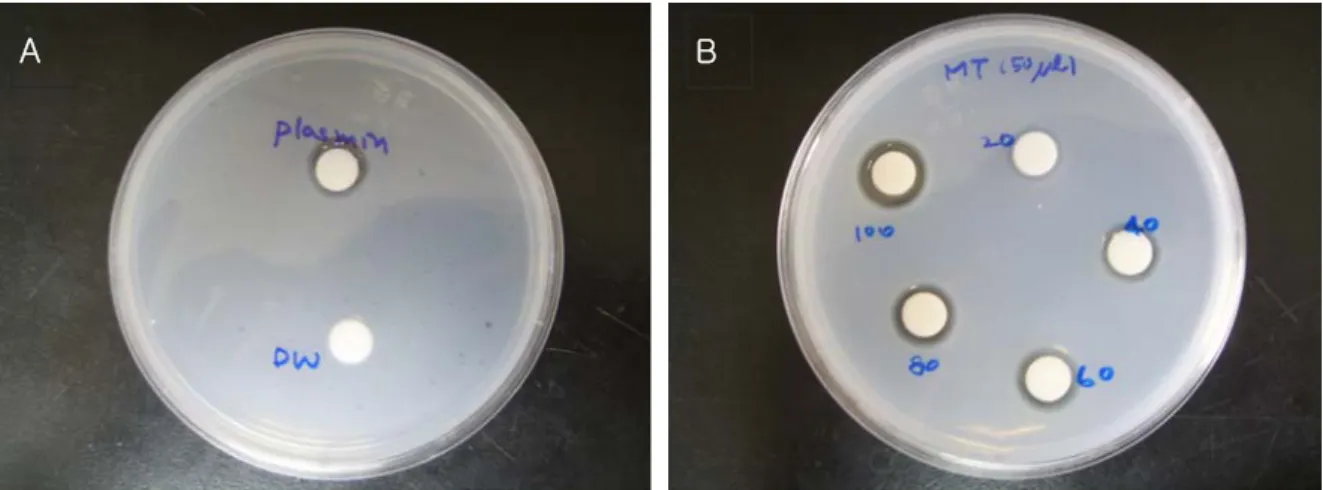 Table  2.  Fibrinolytic  activity  of  different  concentration  of  pine  mushroom  juice  by  fibrin  plate  method