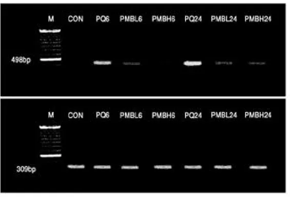 Fig. 4. The effect of methylene blue on the gene expression of iNOS mRNA in the lung.