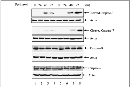 Fig. 8.  Modulation  of  caspases  in  cells  transfected  with  pRc/CMV-FHIT.  Restored  FHIT  ex 