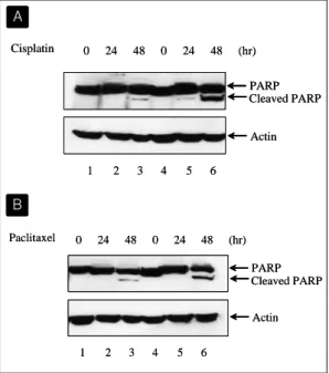 Fig. 7.  Cisplatin  and  paclitaxel  induce  markedly  increased  poly(ADP-ribose)  polymerase  (PARP)  cleavage  in  cells  transfected  with  FHIT  gene
