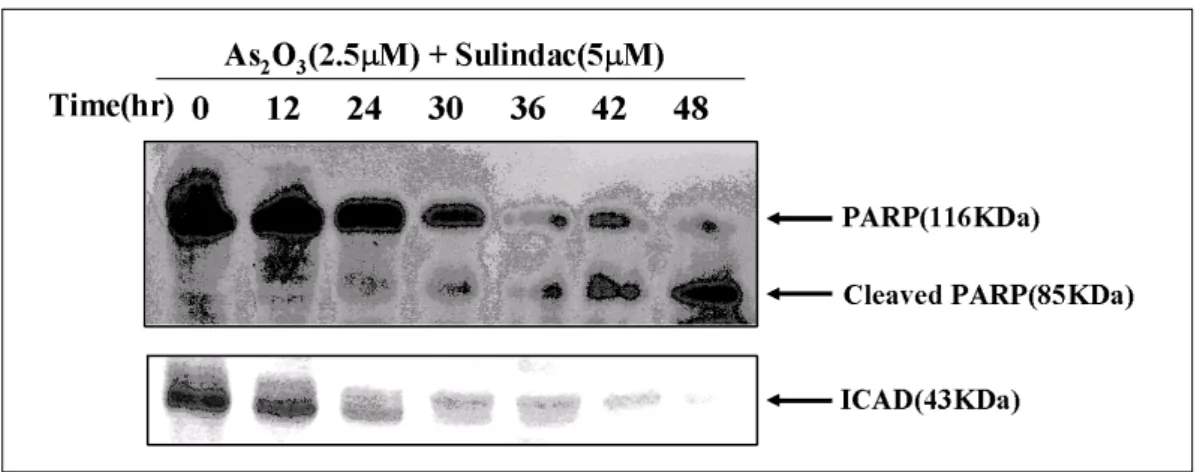 Fig. 5. Combination treatment of As 2 O 3 and sulindac induced the expression of Fas and Fas/L proteins in NCI-H157 cells