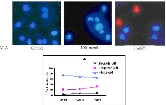 Fig. 5. PDT-induced  apoptosis  in  A549  cells  by  fluorescent  microscopy  after  double  staining  with  Hoechst  33342  and  propium  iodide.