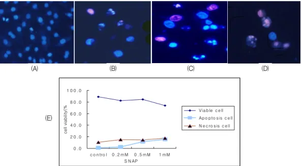 Fig. 2. Fluorescent  microscopic  findings  after  double  staining  with  PI  (propidium  iodide)  and  Hoecst  33342  in  SNAP-treated  A549  cells