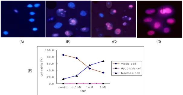 Fig. 3. Fluorescent  microscopic  findings  after  double  staining  with  PI  (propidium  iodide)  and  Hoecst  33342  in  SNP-treated  A549  cells