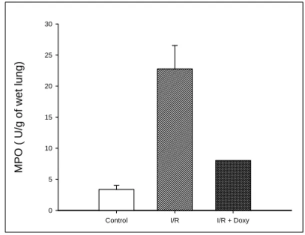 Fig. 1. Comparison  of  protein  content(mg/ml)  in  BAL.  Gut  I/R  had  increased  protein  content(p<0.001)  compared  with  that  of  BAL  of  control  rats