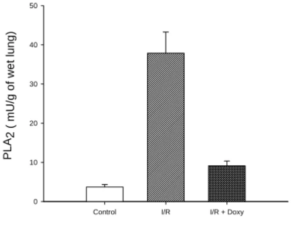 Fig. 5. Effect  of  doxycycline  on  the  PLA 2   activity  in  the  lung.  After  gut  I/R,  PLA 2   activity  (mU/g  of  wet  lung)  increased  significantly  (p<0.001)  compared  with  that  of  the  lungs  of  control  rats