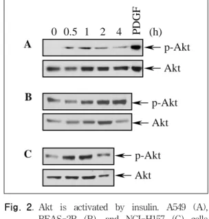 Fig. 1. Akt  is  activated  by  TNF-α.    BEAS-2B  (A),  A549  (B),  and  NCI-H157  (C)  cells  were  treated  with  TNF-α(5  ng/ml)  for  the  indicated  times