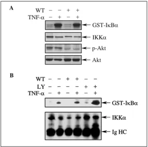 Fig.  4.  Blocking  of  PI3K/Akt  pathway  does  not  inhibit  TNF-α-induced  IκB  kinase(IKK)  activation