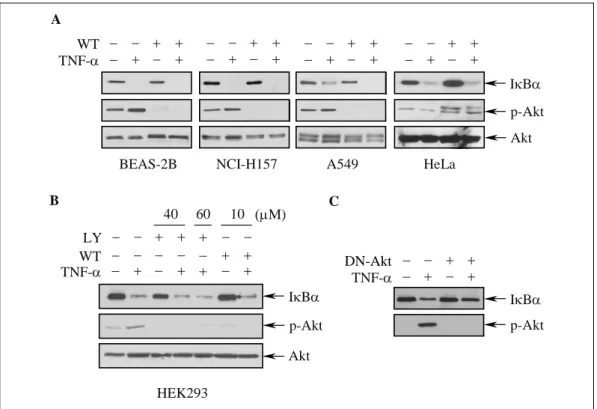 Fig.  5.  Blocking  of  PI3K/Akt  pathway  does  not  inhibit  TNF-a-induced  IkBa  degradation