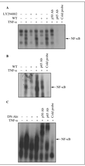 Fig. 6. Blocking  of  PI3K/Akt  pathway  does  not  affect  TNF-α-induced  NF-κB  activation