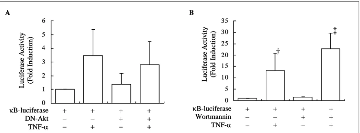 Fig. 7. The  effect  of  PI3K/Akt  inhibition  on  the  transcriptional  activity  of  NF-κB