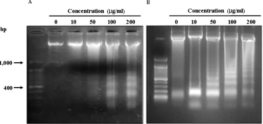 Fig.  3.  Apoptotic  DNA  fragmentation  of  MDA-MB-231  cells  treated  with  methanol  extracts  from  seed  and  peel  of  avocado