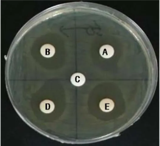 Fig.  2.  Antimicrobial  activity  of  60%  ethanol  extracts  from  Rhododendron  mucronulatum  Turcz