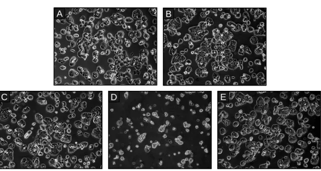 Fig.  1.  Morphological  change  by  extracts  of  S.  plicata  in  HT ⁃ 29  cells  ( × 100)