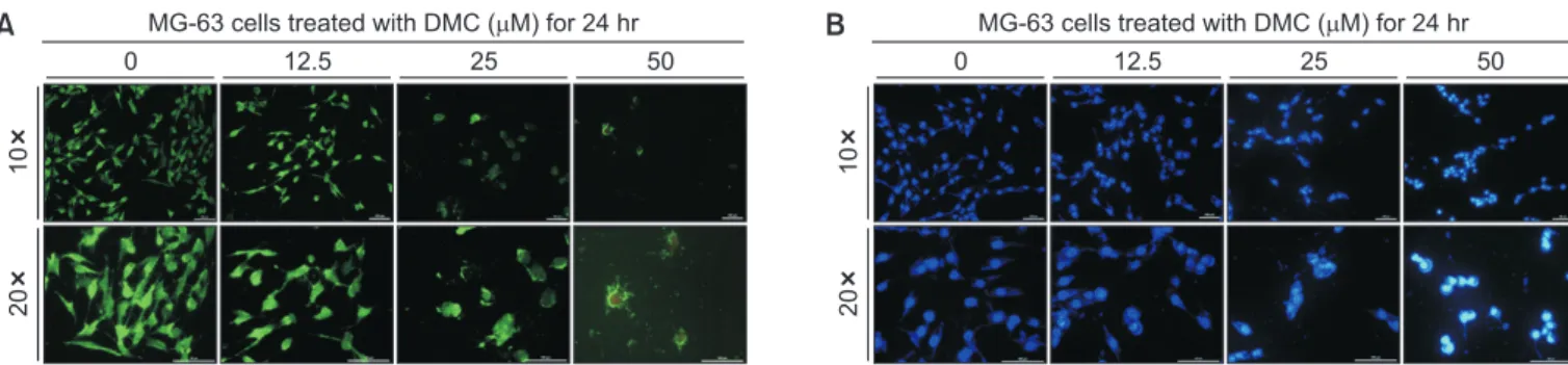 Fig. 3.   Induction of cell apoptosis by demethoxycurcumin (DMC). (A) MG-63 cell death by DMC