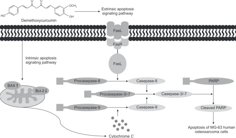 Fig. 5.   Apoptotic signaling pathway induced by demethoxycurcumin in MG-63 human osteosarcoma cells