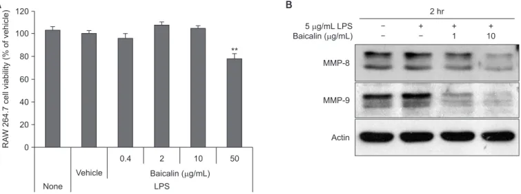 Fig. 5.  (A) Effect of baicalin on RAW 264.7 cell viability. RAW 264.7 cells were treated with baicalin and 1 µg/mL of lipopolysaccharide (LPS) for 4 days