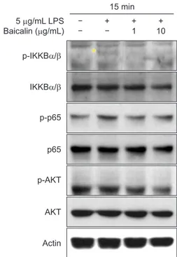 Fig. 6.  Effect of baicalin on lipopolysaccharide (LPS)-induced activation of  mitogen-activated protein kinases
