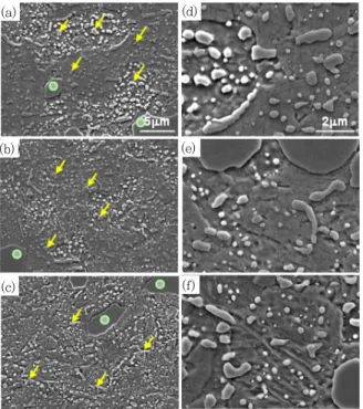 Fig. 14 SEM micrographs (a)~(c) at regions denoted as A,               B, C in Fig. 11 (c)