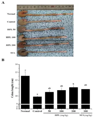 Fig.  3.  Effect  of  HPL-01  on  colon  length  in  DSS-treated  in  Rats. 