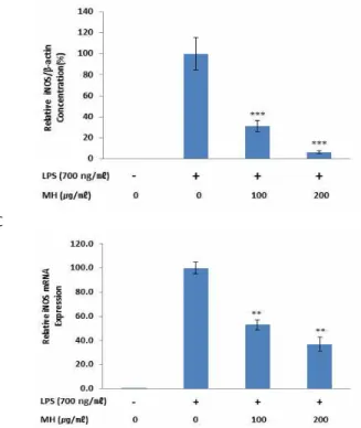 Fig.  2.  Effects  of  MH  on  LPS-stimulated  NO  production  and  iNOS  protein  and  mRNA  expression  in  RAW  264.7  cells