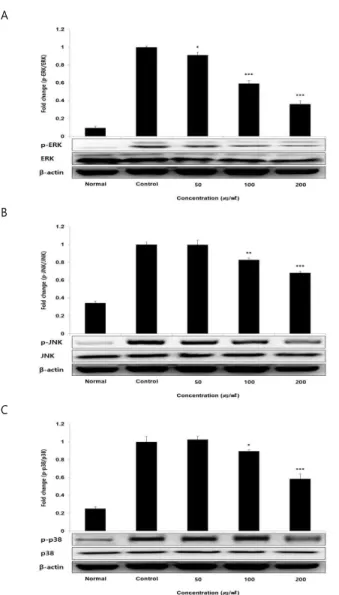 Fig.  4.  Effect  of  AMCP  on  ERK(A),  JNK(B)  and  p38(C)  protein  expression level in HUVEC