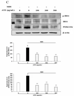 Fig.  3.  Effects  of  ATE  on  the  IRS/PI3K/AKT  and  mTOR  signaling  pathway.  Western  blot  analysis  was  applied  to  investigate  the  expression  of  IRS/PI3K/AKT  and  mTOR  signaling  factors