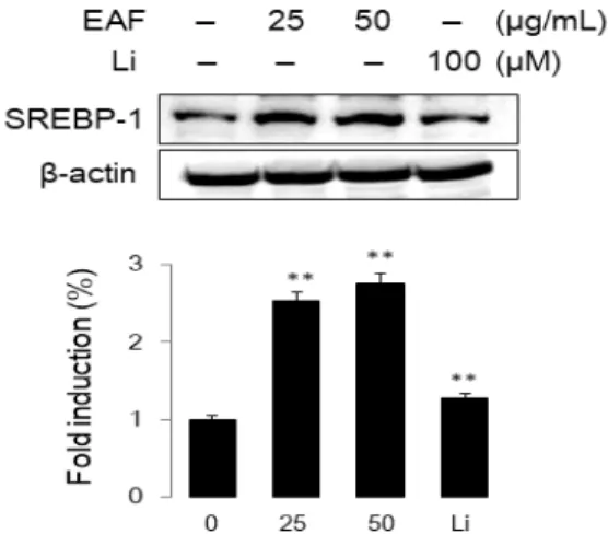 Fig. 5. Effect of EAF extracts on SREBP-1 expression in sebocytes. The  cells were treated with EAF (25 or 50 μg/mL) for 48 h
