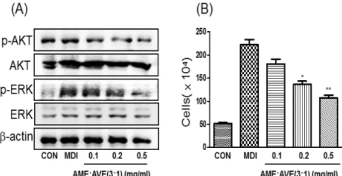 Fig.  5.  Effects  of  mixtures  of  Atractylodes  macrocephala (AM)  and  Amomum  villosum  (AV)  extract  (E)  on  AKT,  ERK1/2  phosphorylation  and  cell  proliferation  in  OP9  cells