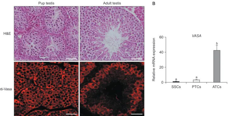 Fig. 1.  Expression of Vasa in pup and adult testes. (A) Detection of pup and adult testis morphology by H&amp;E staining