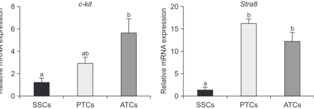 Fig. 3.  Analysis of differentiated spermatogonial stem cell (SSC)-associated gene expression using qRT-PCR