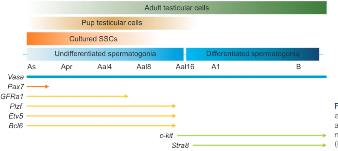 Fig. 4.  Schematic overview of the gene  ex pression analysis of  spermatogenesis-associated genes in cultured  spermatogo-nial stem cells (SSCs), pup testicular cells  (PTCs), and adult testicular cells (ATCs).