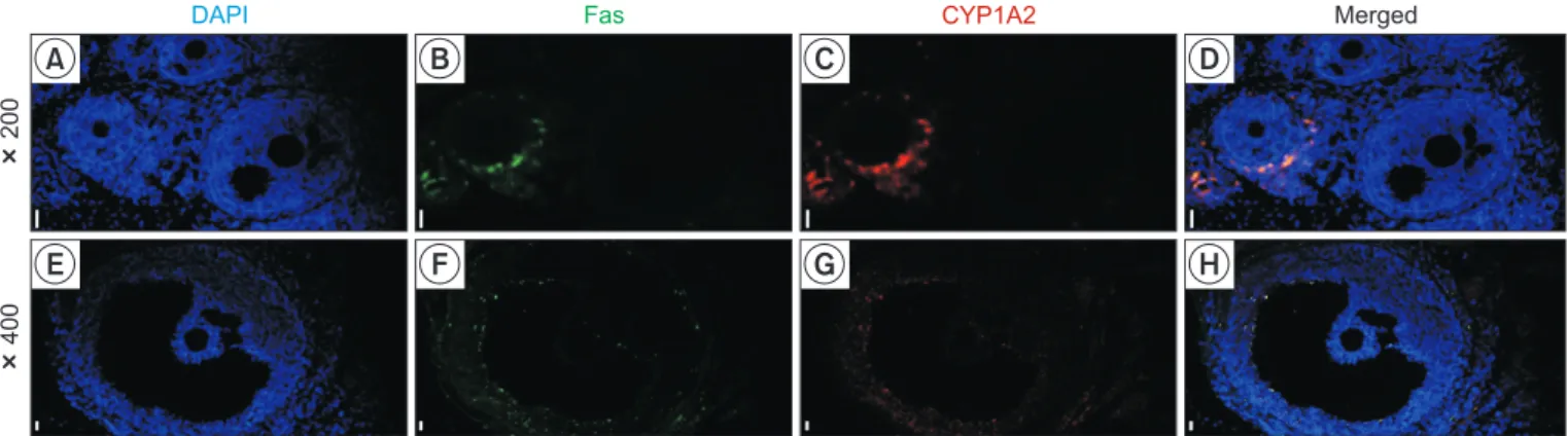 Fig. 4.  Immunofluorescence of CYP1A2 and Fas in the ovary. The nucleus, Fas-positive cells and CYP1A2-positive cells were immunologi- immunologi-cally stained with DAPI (A and E, blue), Alexa Fluor 488 (B and F, green) and Alexa Fluor 594 (C and G, red), 