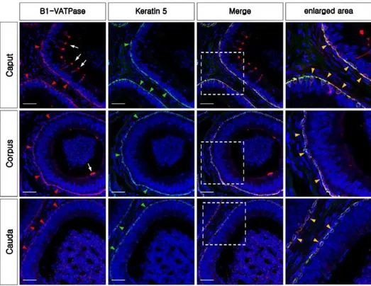Fig. 4.  Colocalization of B1-VATPase and KRT5 in basal cells of the bovine epididymis
