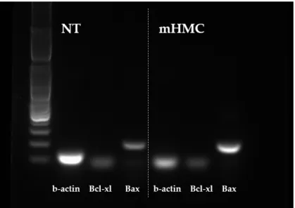 Fig. 4.  Electrophoresis band of apoptosis-related genes. NT, untreated control; mHMC, modified handmade 