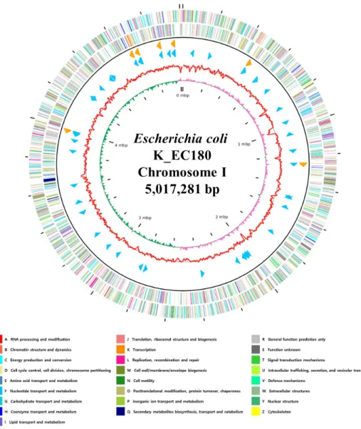 Fig. 1.  Genome map of Escherichia coli K_EC180. The outer circle denotes the locations of all annotated  ORFs, and the inner circle with the red denotes GC content
