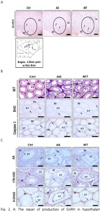 Table  5.  The  Image  Analysis  for  AR,  17β-HSD,  8-OHdG  in  mouse  testis Objective Group Control AE MT AR 71,529±724 21,705±    852 35,730±1,144*** 17β-HSD 48,340±984 16,688±    685 27,149±1,104*** 8-OHdG 8,531±271 55,617±1,217 30,399±    864***