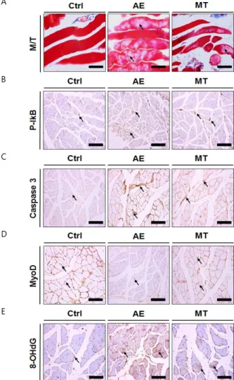 Table  10.  The  Image  Analysis  for  caspase-3  in muscle