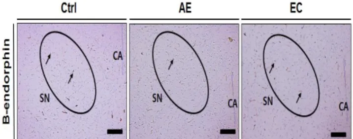 Fig. 5. Effects on substantia nigra in midbrain. Arrow, positive reaction; 
