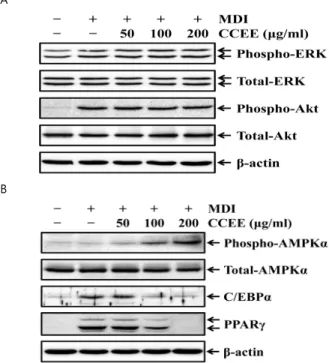 Fig. 5.  Effects of  Cymbopogon  citratus  ethanol extracts on cell cycle  progression  and  expression  of  cell  cycle-related  protein  in  3T3-L1  adipocytes
