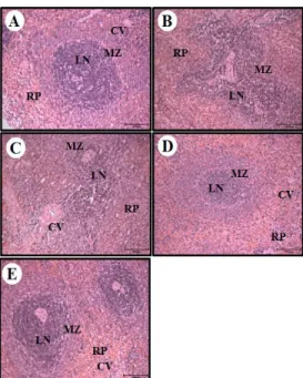 Fig. 5. Effects of BYFP on histological feature of spleen. Spleens were  stained  with  hematoxylin  and  eosin  reagent  and  observed  by  optical  microscope